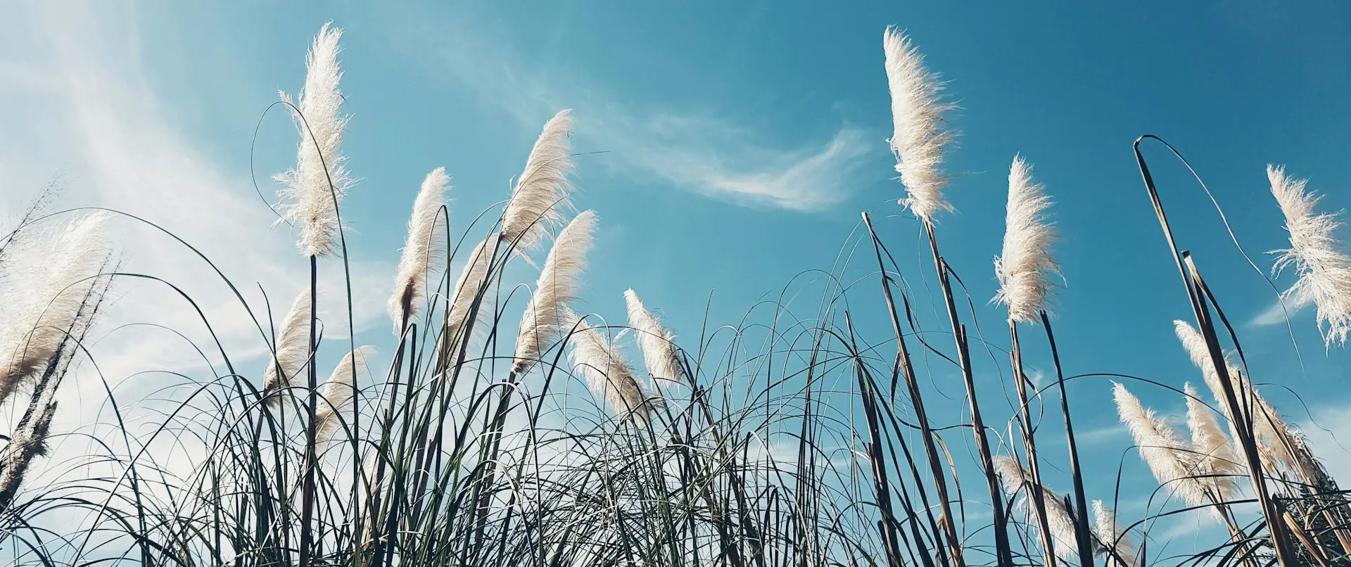 white and green grass